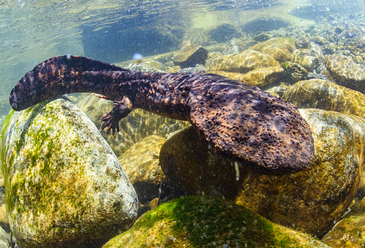 A Japanese Giant Salamander in a mountain river. 